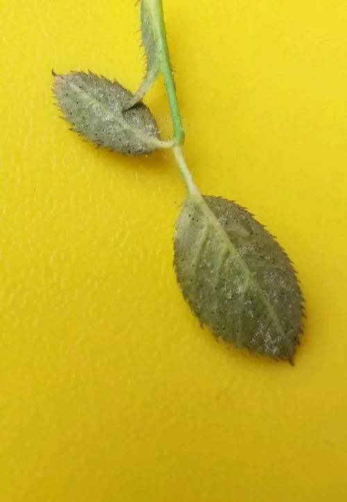  #很快#花儿生了虫，不管不顾，很快就剩盆！