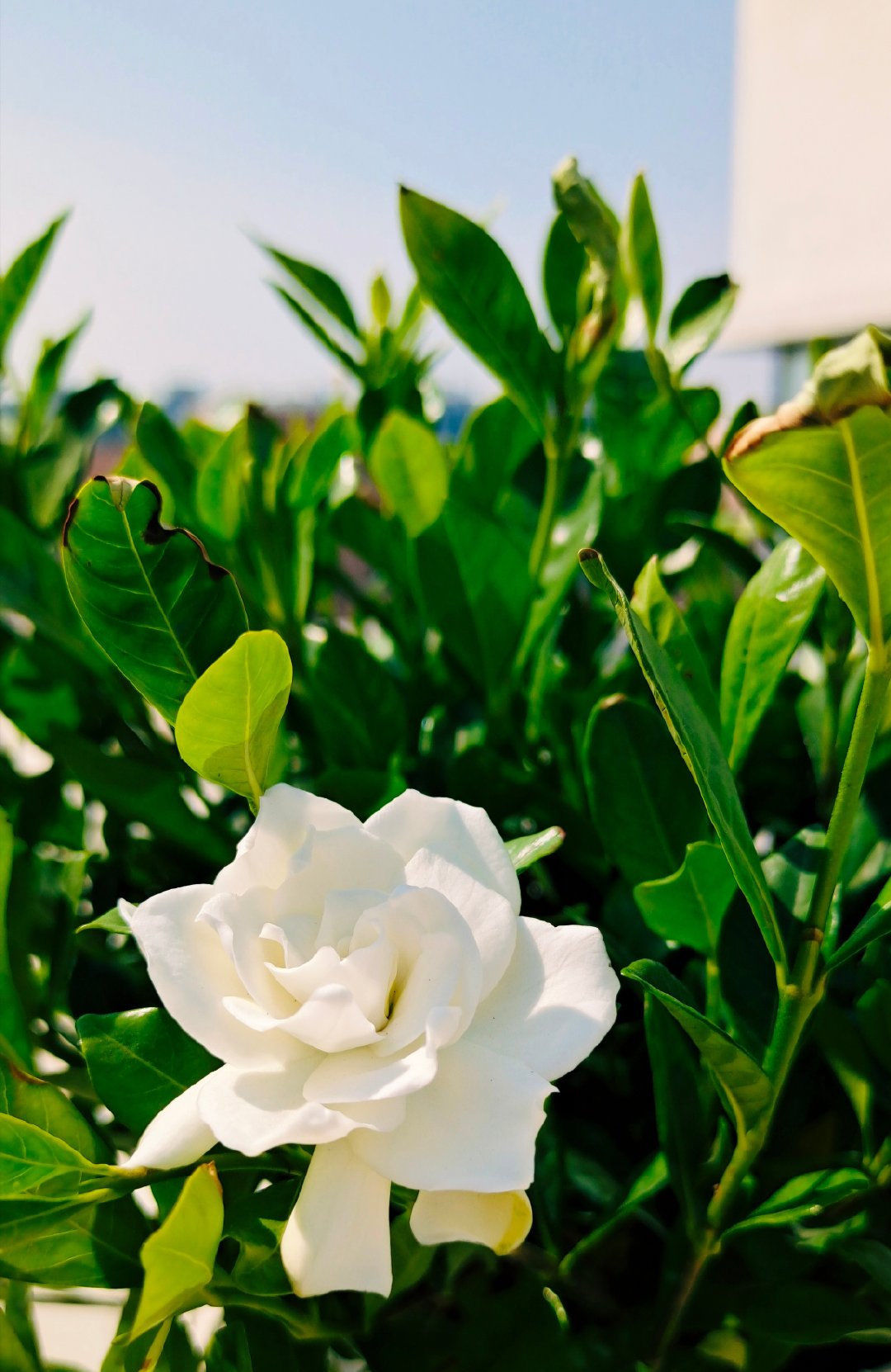  #落叶#新手养护栀子花技巧,注意这几点,花开爆盆,不再黄叶落叶