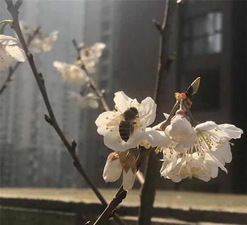  『邻居』她把阳台改种樱桃，年年结满果，把养花的邻居都羡慕了