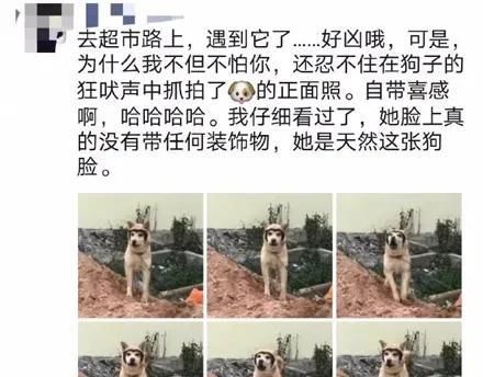  「哈士奇」哈士奇和田园犬生下了孩子，可没想到居然只遗传它一张脸，笑疯了