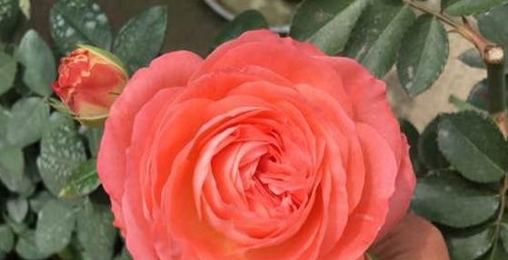 喜欢菊花,不如养盆“珍贵名菊”紫燕飞舞,美丽怡人 似晚霞映水