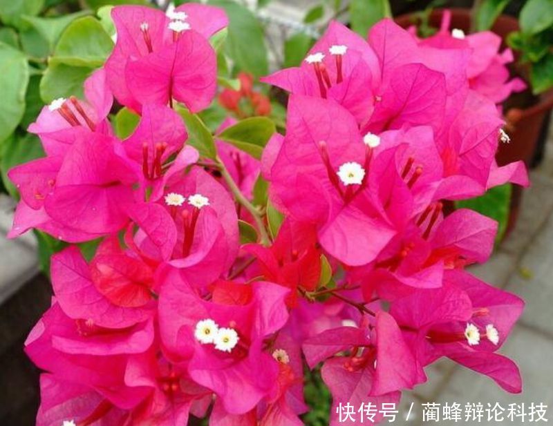  红掌：“3种花”人见人爱，漂亮又好养，一开就是大半年，阳台变花海！