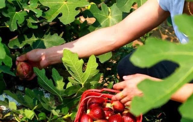  当年■种下当年即可挂果，采摘期长达半年，很多人跟风做采摘园