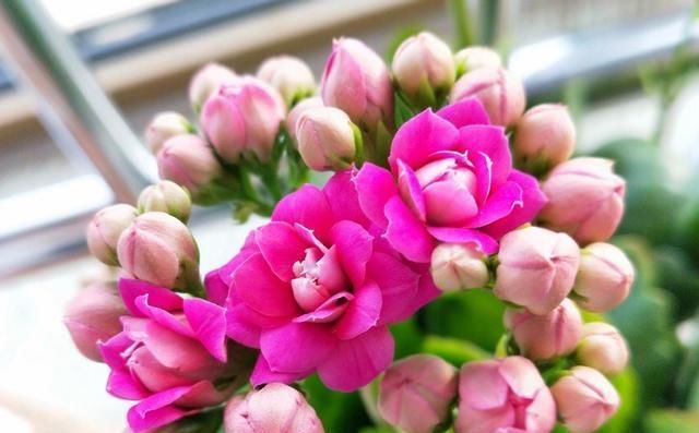  『阳光』5月养长寿花，注意3个养护技巧，还能再开几茬花，叶大花更美