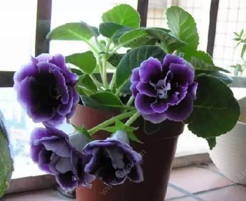  「随便」这“5种花”随便买，叶片绿、开花艳，越养越喜欢