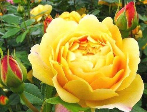  『驾驭』此花量大无比，花朵雍容华贵，花型高雅大气，好养易活轻松驾驭