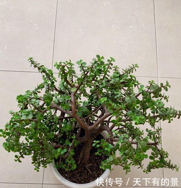  『顶端的叶子』买到药锦金枝玉叶，先把花切掉，换上新花土，1个月恢复健康