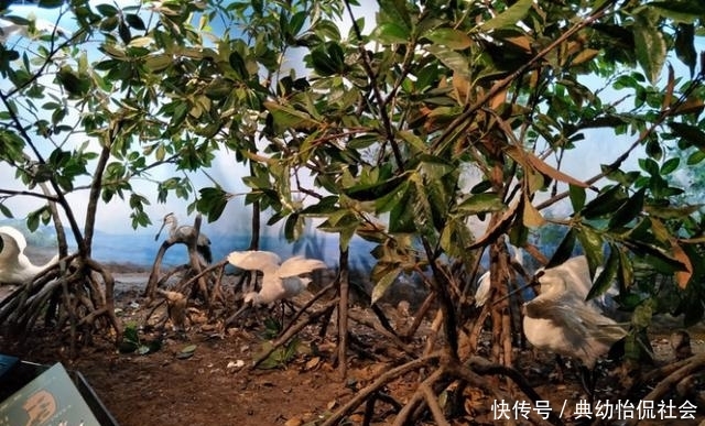 无需舍近求远，在福州也能看到海洋巨大生物的骨骼标本