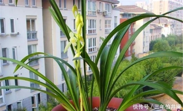  『美极了』兰花养护注重“4要点”，枝繁叶茂，高洁淡雅，美极了，赶紧试试