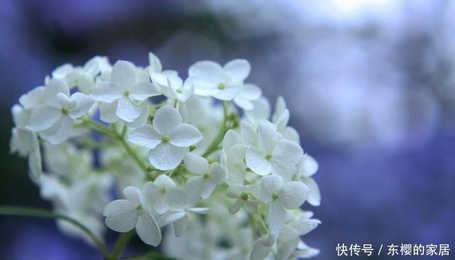 #小花#养花就养3种小花,花朵小巧可爱数量多,造型奇特抓人眼球