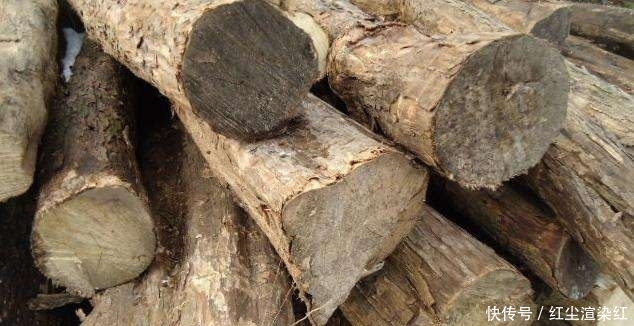 暴殄天物！比紫檀更值钱的树木，却被农村人拿来当柴烧