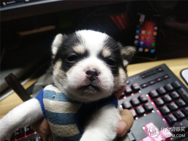 萝卜谈数码 篇二:大妈首发:摧毁一部手机有多难?三防手机MANN 8S不完全暴力测试