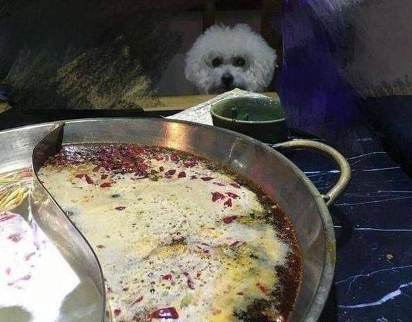 赵丽颖力破谣言？网友却拍到不一样的画面，爱犬还被寄养给朋友！