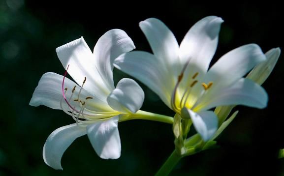  【寓意】最适合盆栽的5种“室内花”，净化空气，而且寓意好，花量大色艳