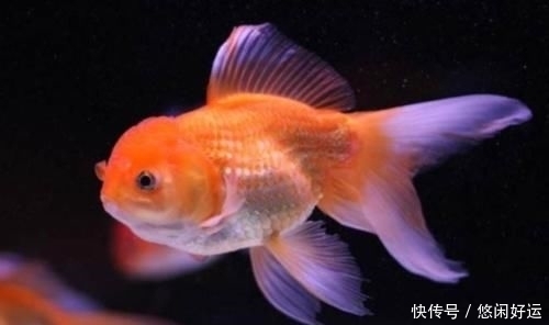 奇葩:红牛到底有多厉害?男子把金鱼放进去测试,还有更奇葩实验