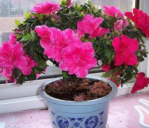  『秘密』栀子花、蟹爪兰开花不断的秘密“一种肥水”10天喷一次，全搞定