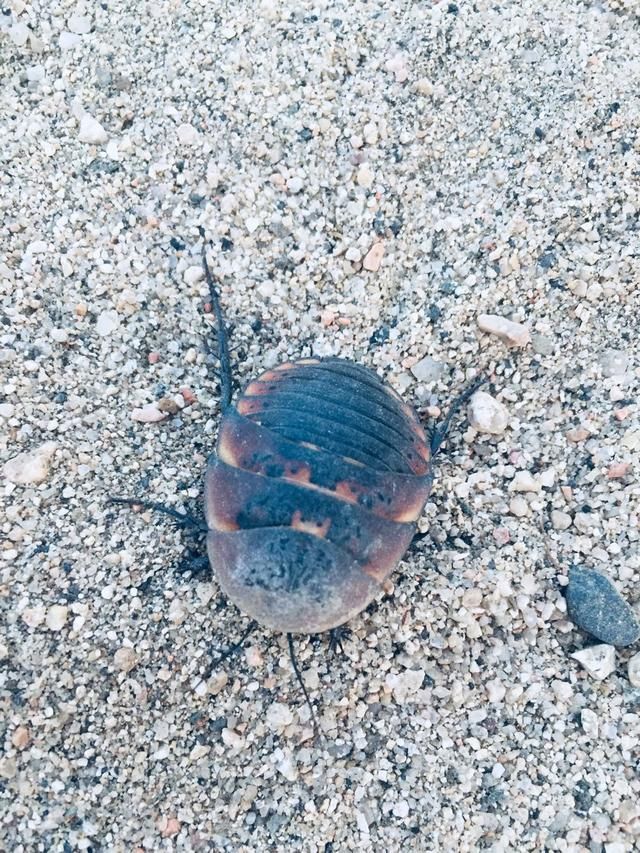 农村常见的1种虫子，是一种药材，见到了别扔掉！