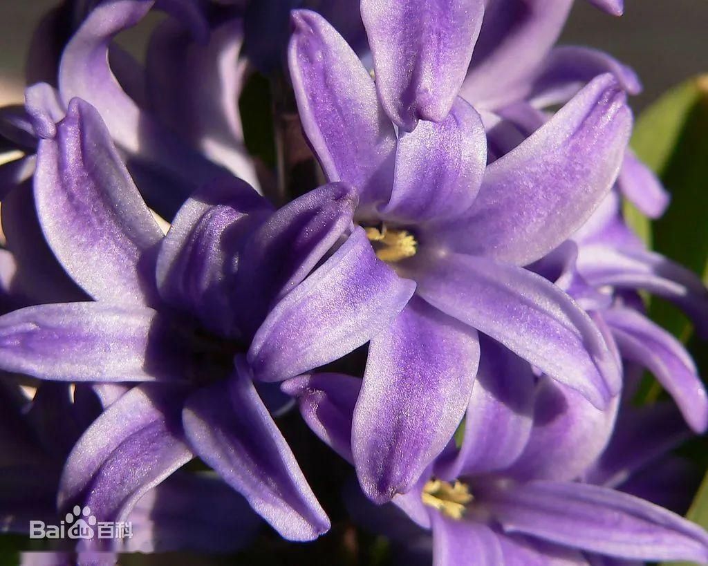 「花色」每日一花 | 小星辰花:花朵小、花色紫白,细柔飘逸…