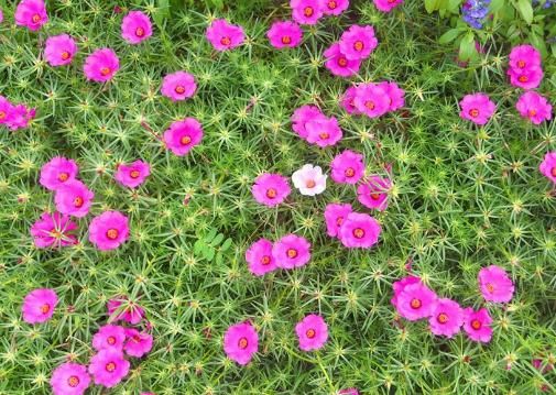  『适合』最适合阳台养的4种花，花开一茬接一茬，让你家阳台美出新高度！