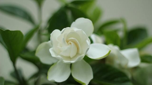  『不再』栀子花花期有多长？什么季节盛开？知道这2点，不再错过美丽花景