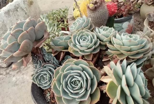 『植物』这6种多肉植物,好好看看,你认识几种,以后见了别再说不认识