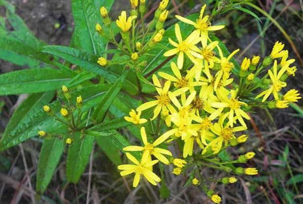 农村路边的木莲草，价钱高的很，我去年卖了2600块，价值珍贵