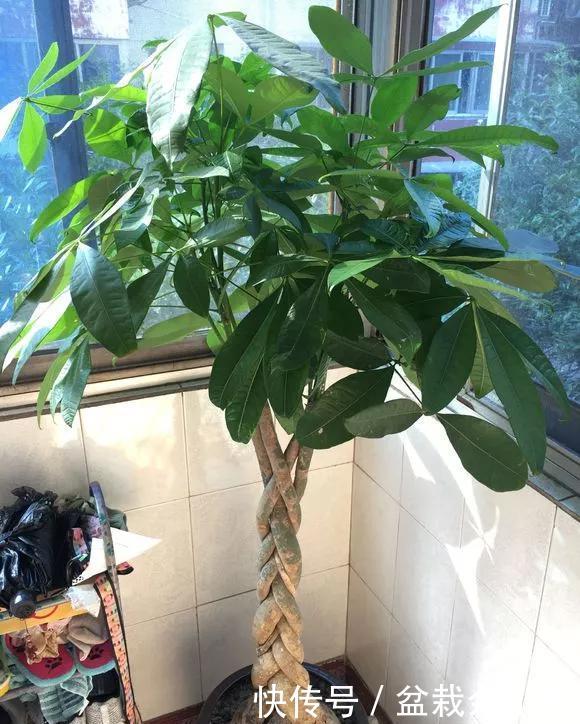  「家里」家里4种花，就要饿着养，盆小少浇水，反而长得好！