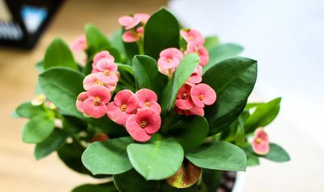  虎皮兰|5月开始，3种花需要“贱”养，浇水越勤，死得越快，你知道吗？