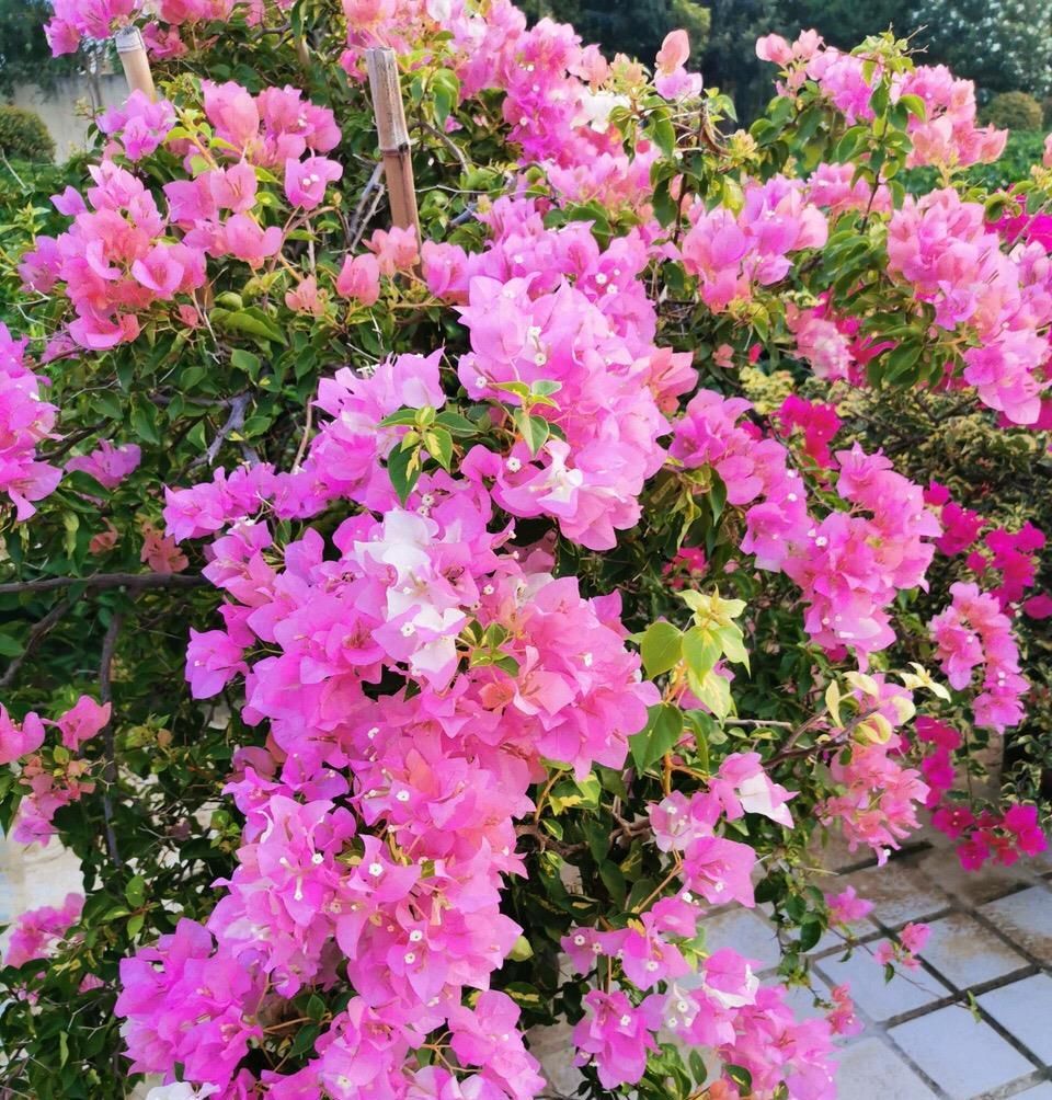  『夏季』气温高了，推荐养4种“耐热”花卉，天气越热花开得越鲜艳