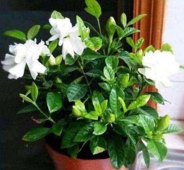  『植物孕蕾』4月养栀子，就怕做错“2件事”，浇上“2种水”，花苞多、香味浓