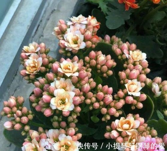  「蟹爪兰」入秋养栀子茉莉，不如养2种“观花植物”，1株能开出上百朵花