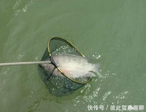  #广西#罗非鱼王？广西钓友，水闸下钓起6斤罗非鱼，钓友：活了十多年！