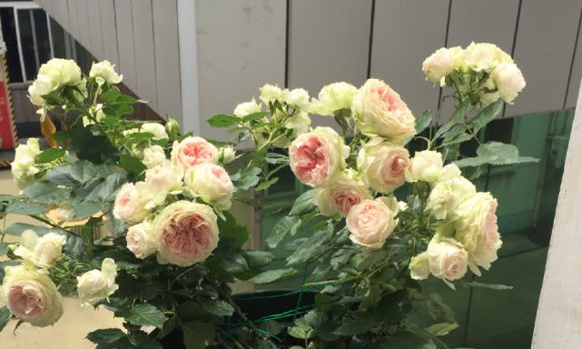  【值得】最佳阳台盆栽植物，花色漂亮且栽培容易，四季开花不断值得入手