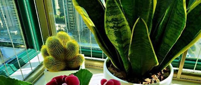  [虎皮]人家的虎皮兰，叶子长得又直、又挺，原来是这么养的！