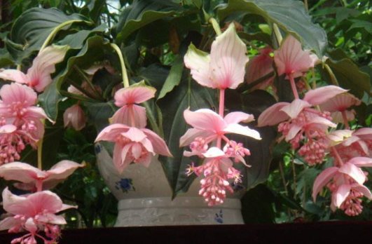  迷人：喜欢在家养殖花卉，就选这几款花卉，清爽迷人，充满温暖浪漫
