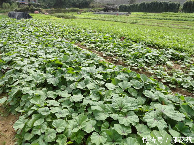 农村这个野菜，别当害草除掉，如今全国稀少，遇见请珍惜