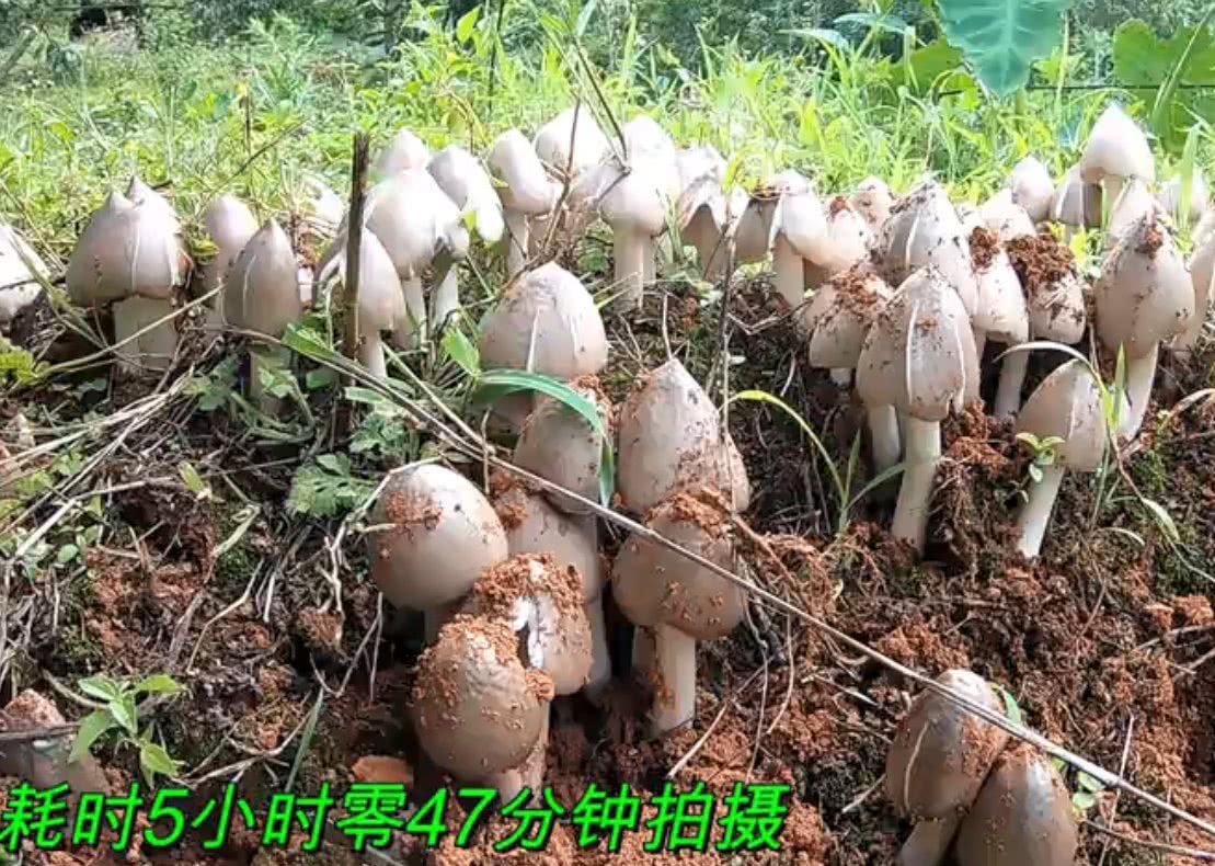  发现|云南小伙发现一个鸡枞菌窝，一口气挖了100朵，这收获可真