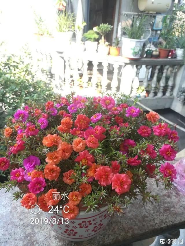  春天：20种春天爆盆花，阳台养一盆，天一暖和就开爆！