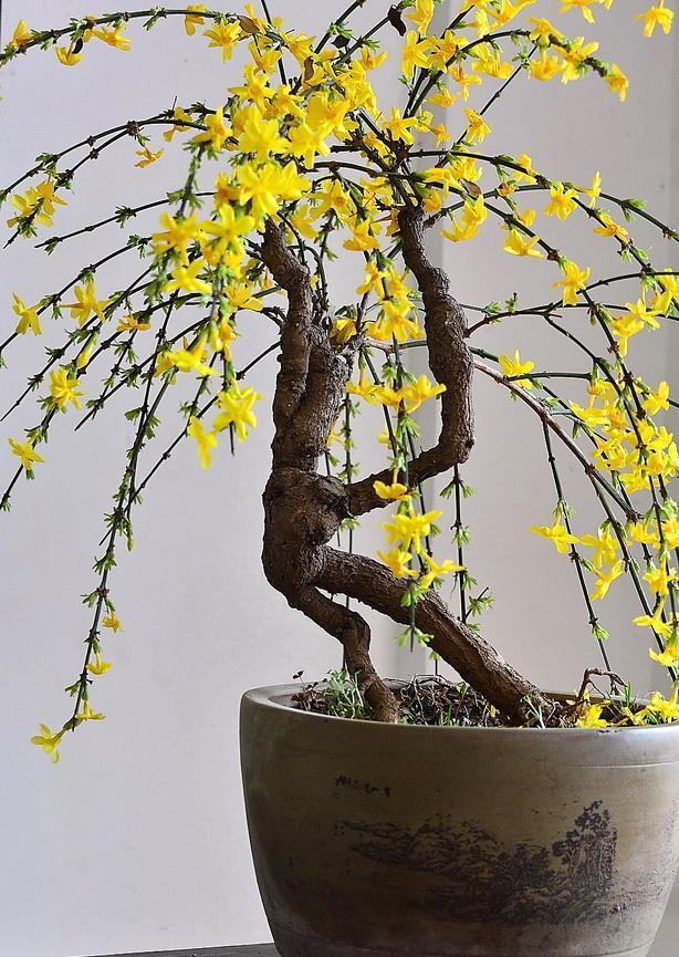 『迎春花』春天的“头牌”迎春花,这样养,春节满金花,满屋生辉