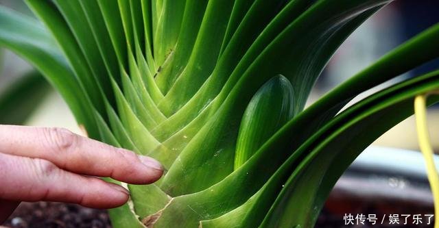 【方法】养君子兰、蟹爪兰十几年一直用它,叶片绿得发黑,年年花开似火