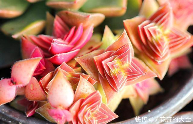 技巧|阳台养多肉专用技巧,只要5招,阳台也能养出极品多肉