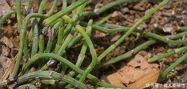 让农民痛恨的田间杂草，原来有这么大的用处，可好多人都不知道