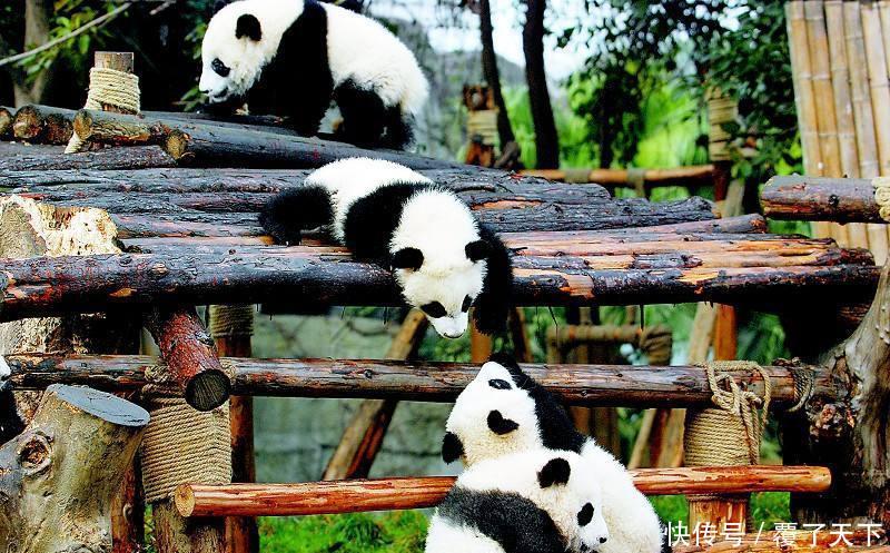 这个熊猫馆“很有毒”，孔雀满地跑，关键的熊猫不好找！