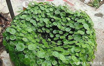  『别具一格』旧水缸放着太浪费，里面种点铜钱草，不仅长得好还别具一格！