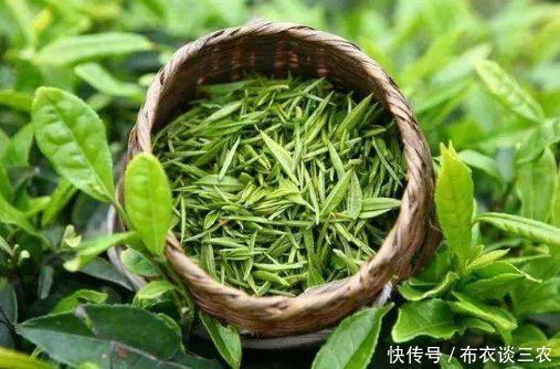 现在吃这4种野菜,治皮肤病,胃炎肝炎,降三高,想