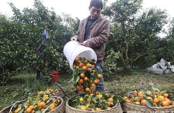 又一水果走下神坛，价格一跌再跌，苦了这些果农了！