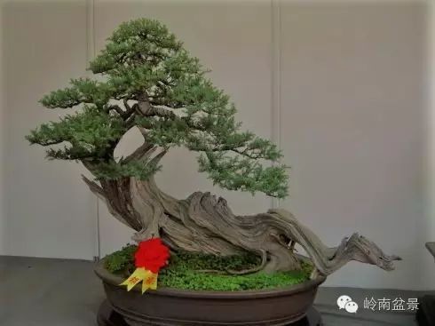 盆景构景十种风格