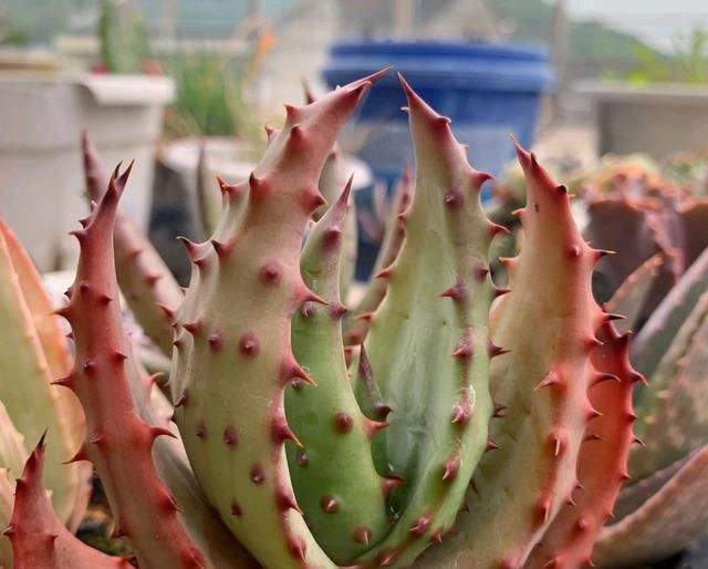  『根部』烂根的芦荟砍一刀，浅栽发根没问题，掌握芦荟养护3要点，养死难