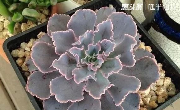 #上名#傻傻分不清的多肉,就看它这儿,一眼就能叫上名!