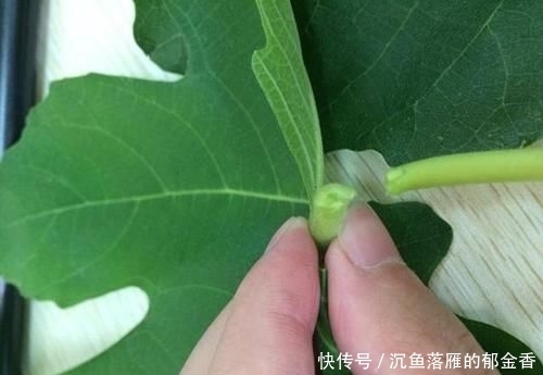  「女人」盆栽无花果，又甜又好吃，叶子也别扔，营养比果子还多，女人最爱